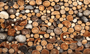 Danmark producerer rekordmeget energi fra biomasse - og mere af det kommer fra importeret træ